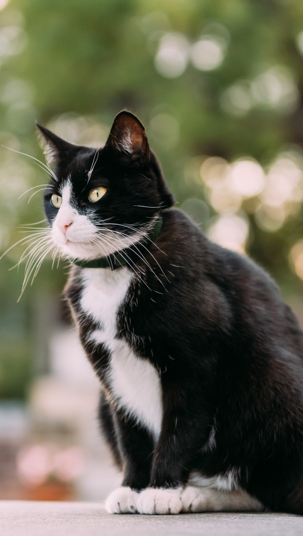 gorgeous-black-and-white-cat-sitting-outdoor-2022-02-02-03-47-54-utc
