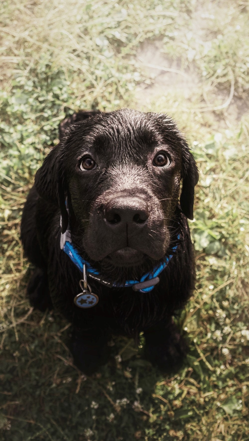 labrador-retriever-dog-breed-on-the-field-dog-run-2022-12-08-00-14-42-utc